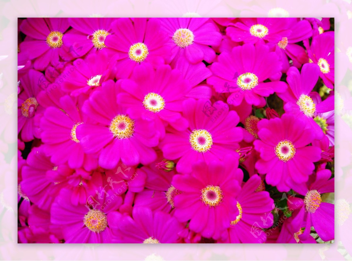 紫红矢车菊图片