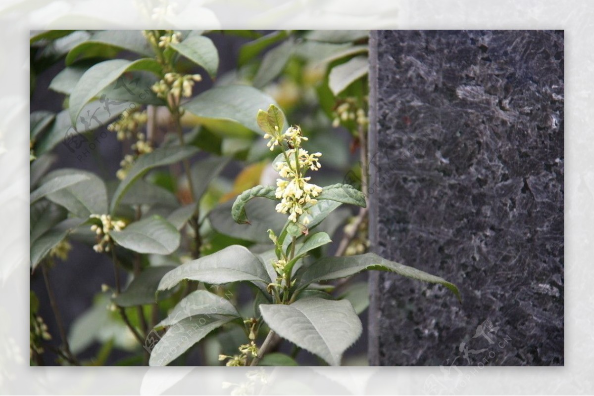 植物中药桂花图片