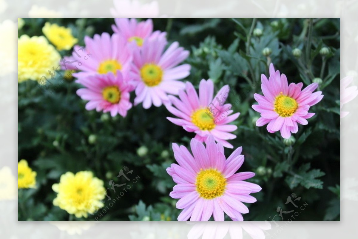 杭州植物园菊花展图片