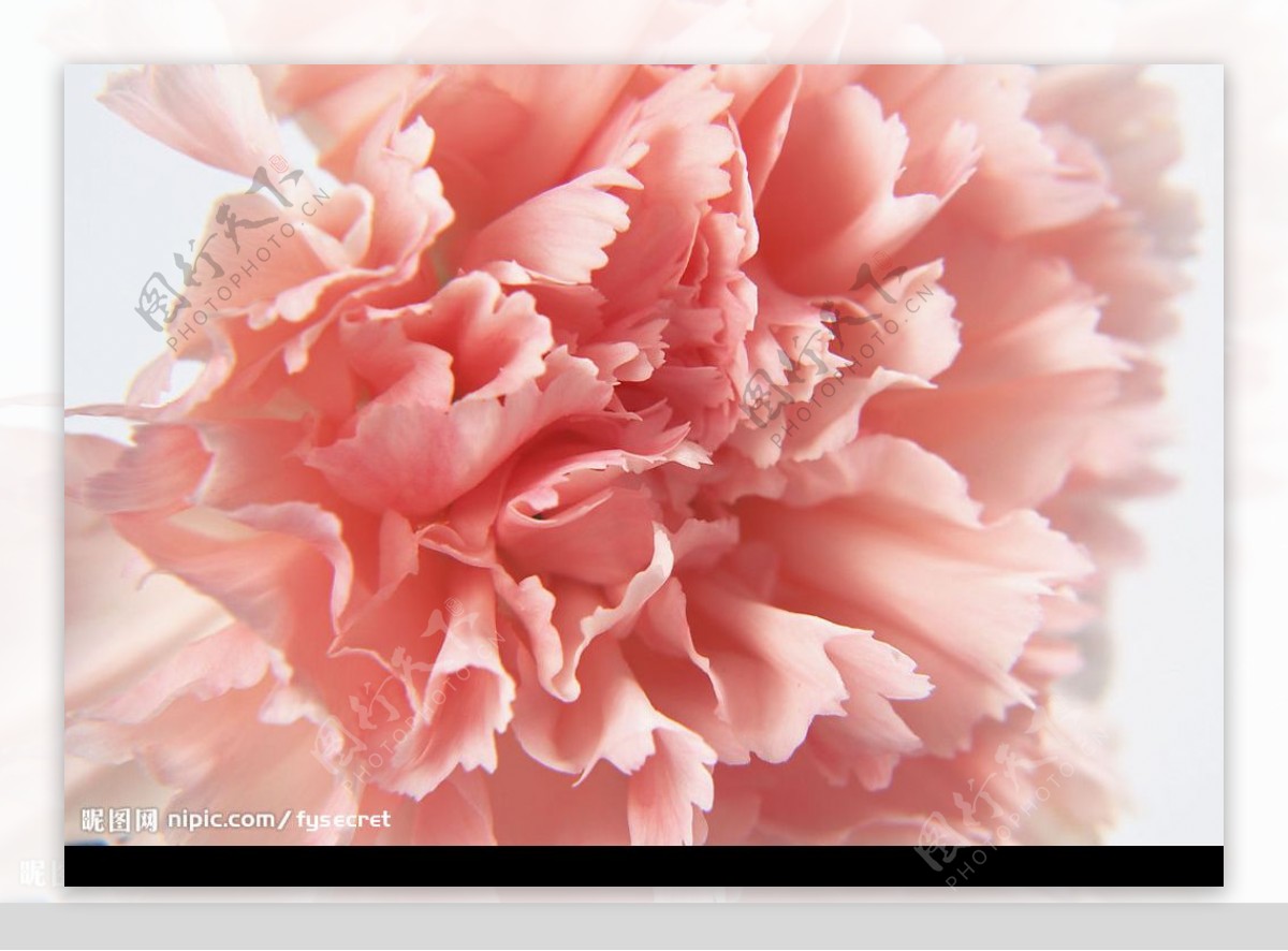 花卉粉红康乃馨图片