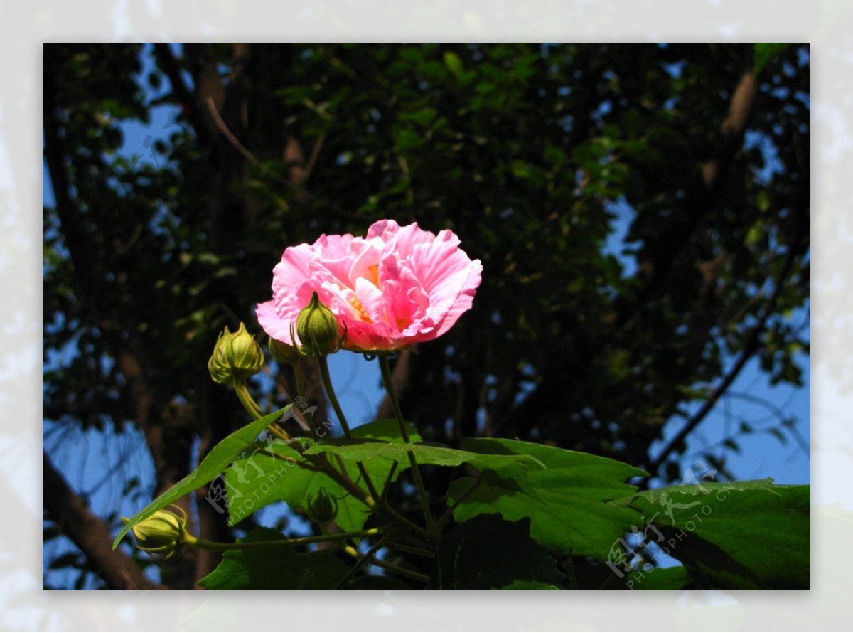 阳光下的木芙蓉图片