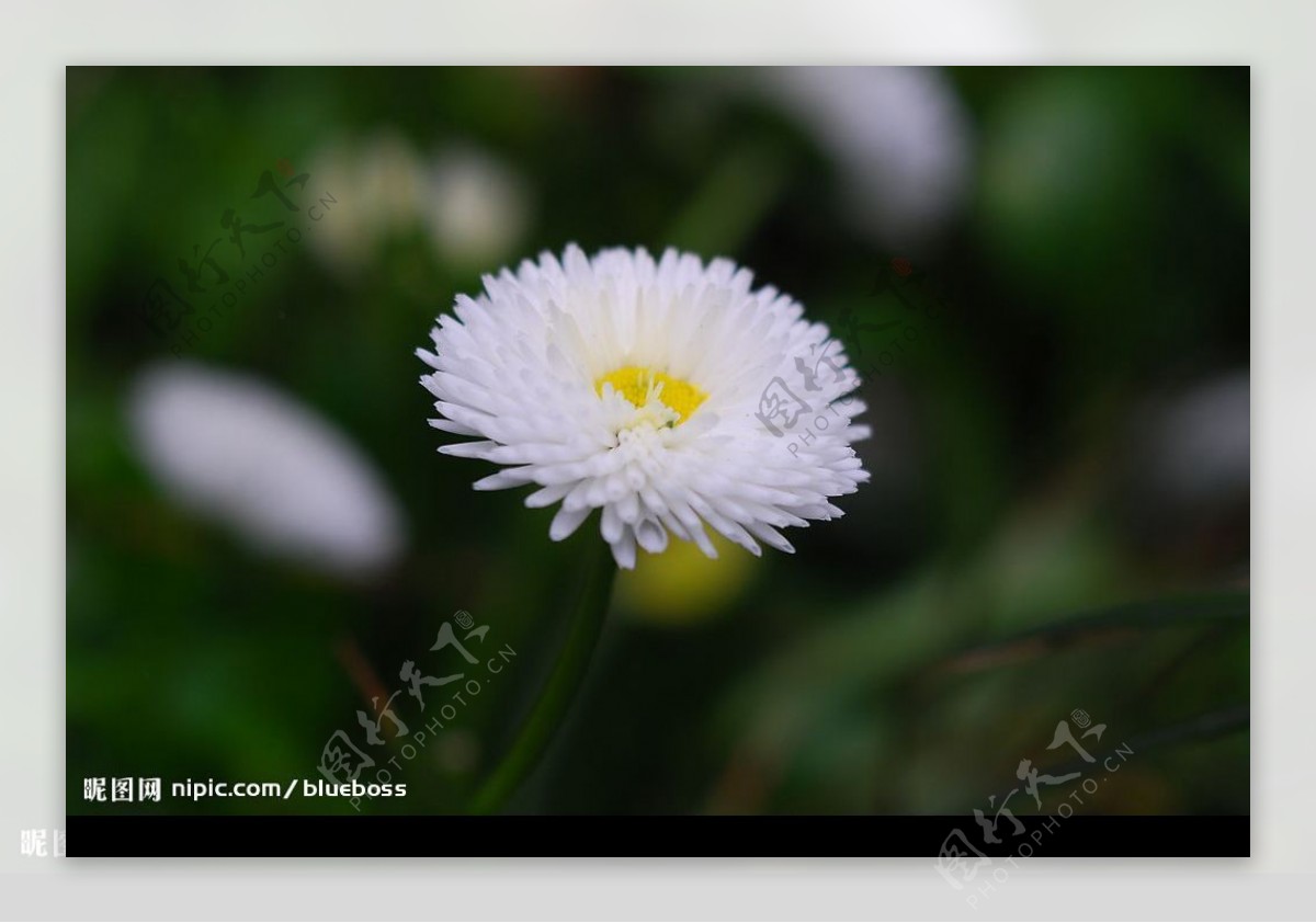 白雏菊图片