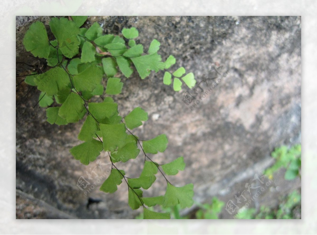 在岩壁生长的绿色图片