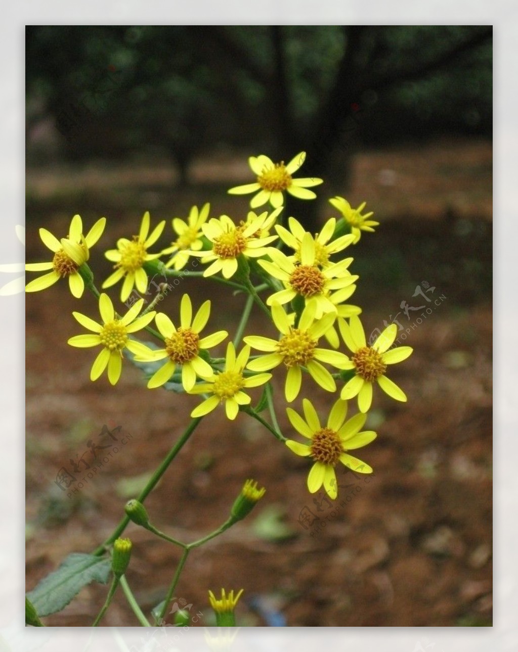 菊花图片