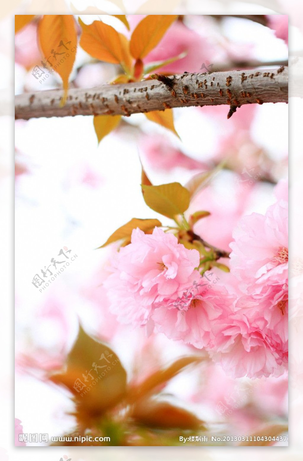 樱花为媒图片