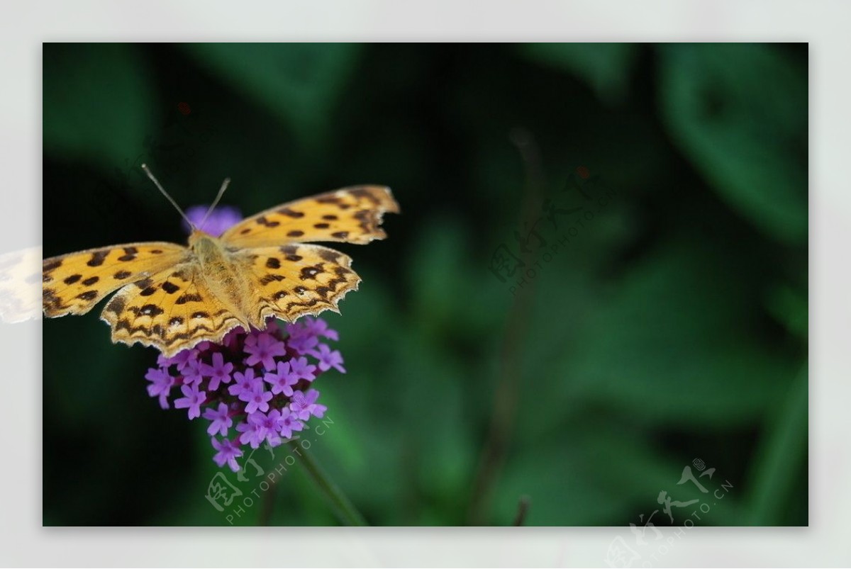 蝶寻紫色图片