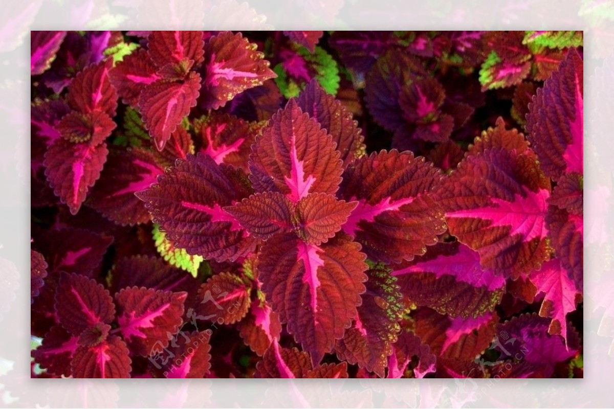 紫红色彩叶草图片
