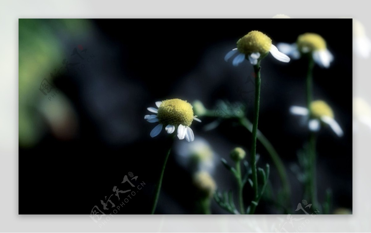 白色野菊花图片