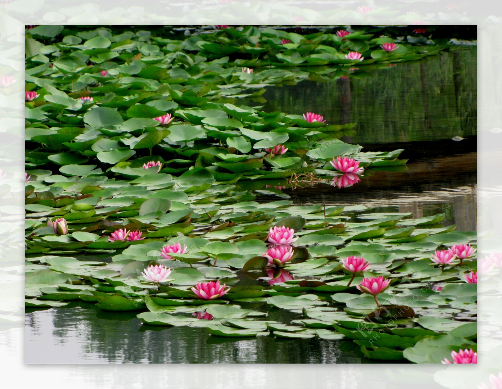 水莲花池图片