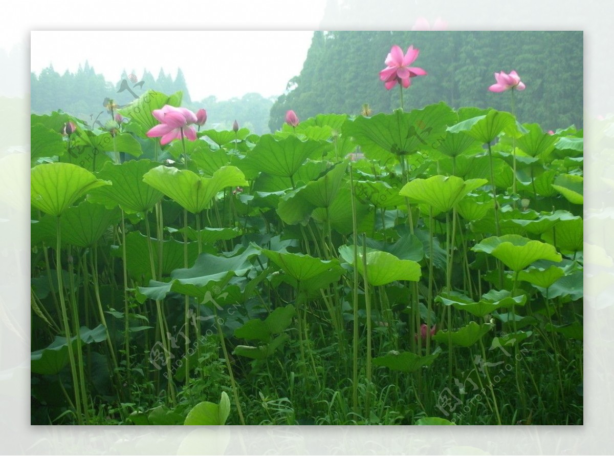 武汉东湖的荷叶荷花图片