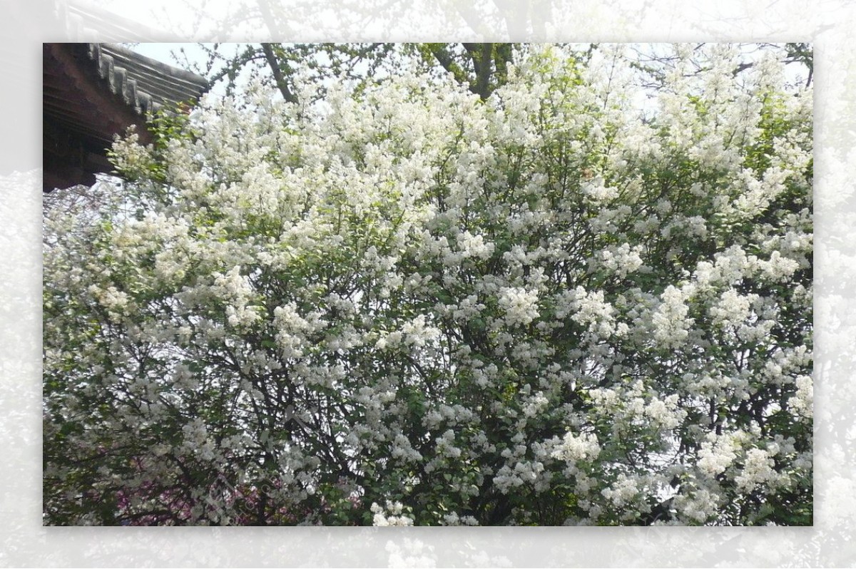 青龙寺的白色樱花图片