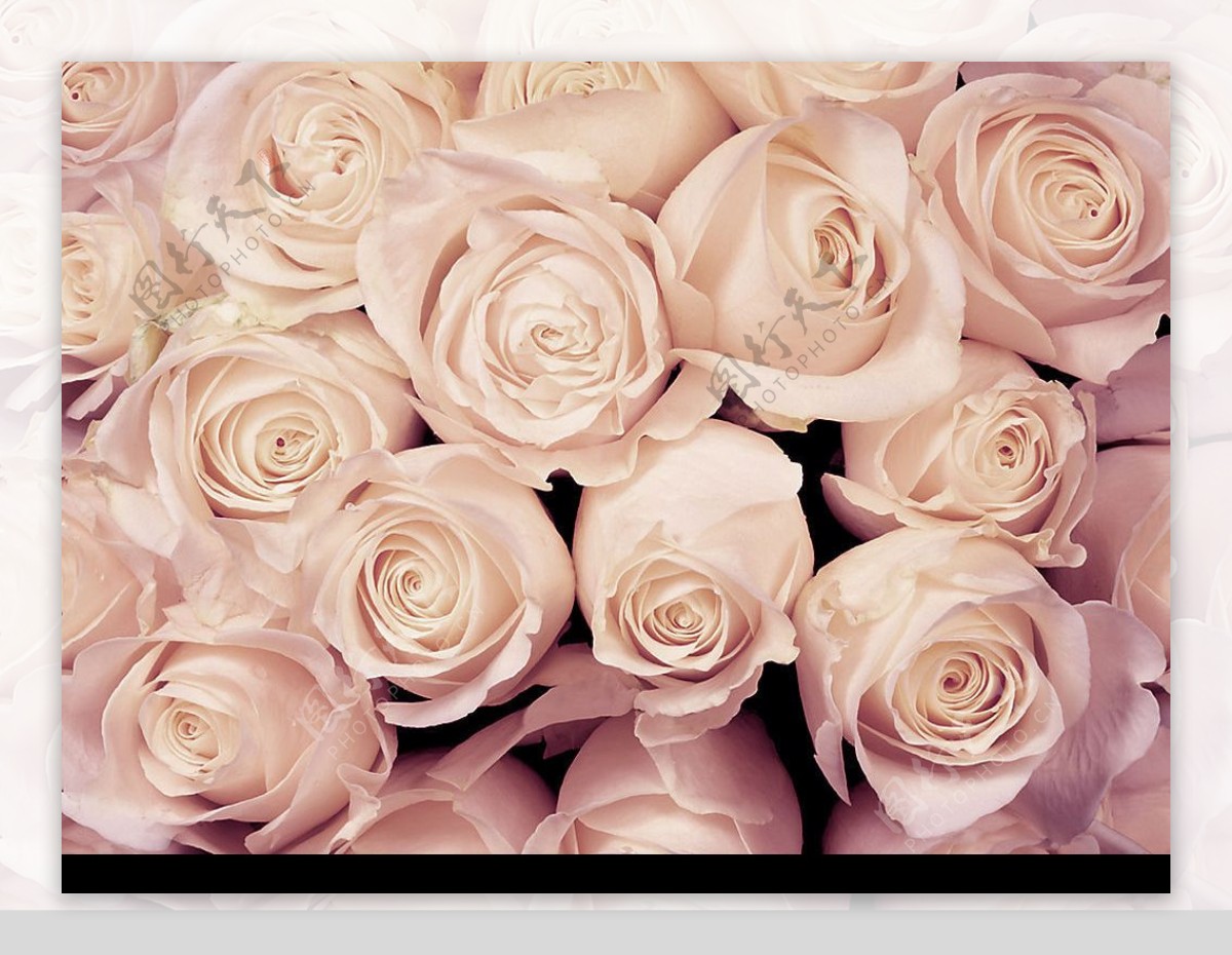 粉色情人节玫瑰背景贴图图片