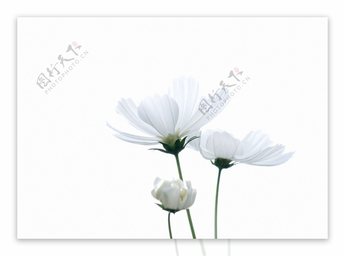 白色有野菊花洁白图片