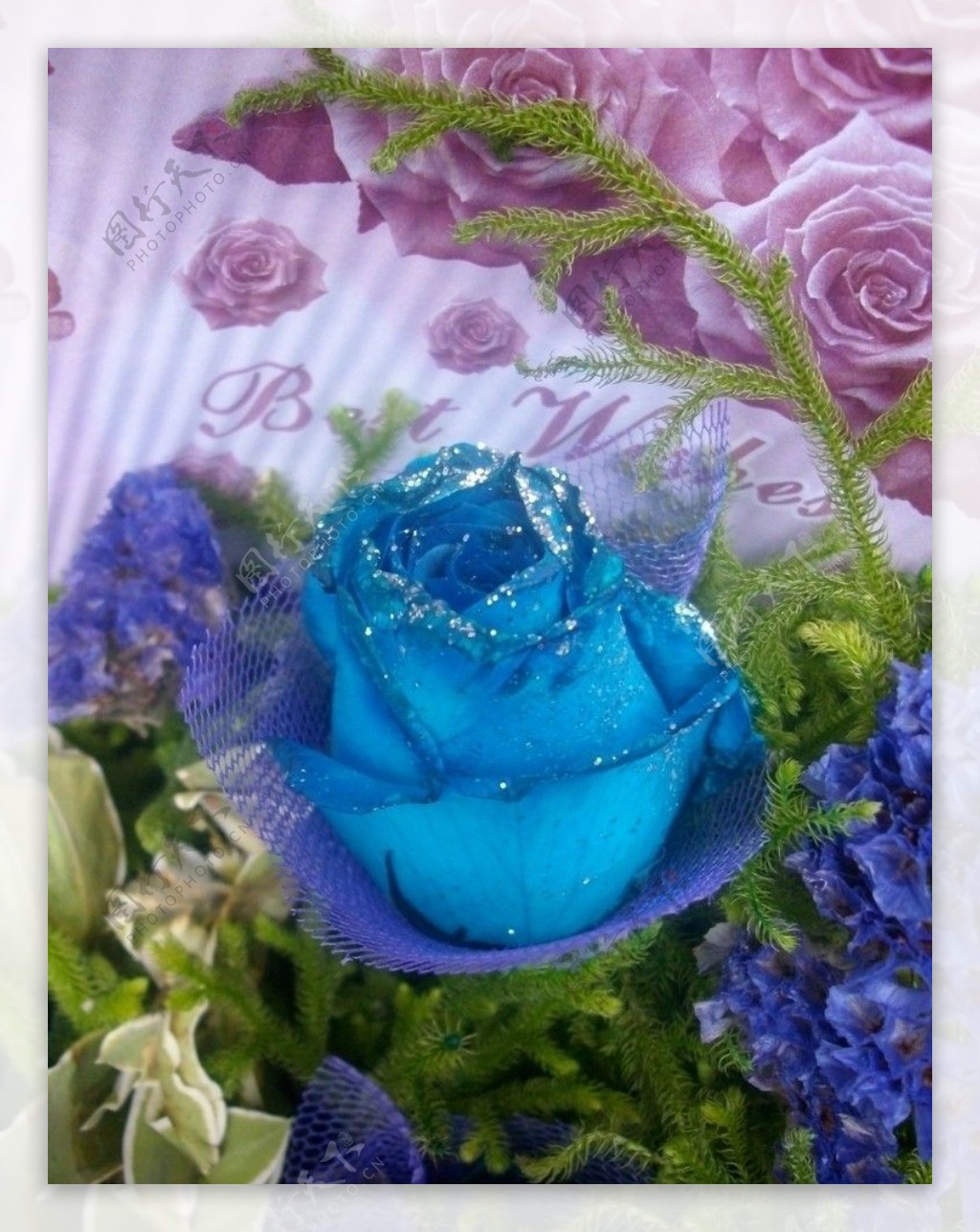 蓝玫瑰背景图片背景素材免费下载(图片编号:5208263)-六图网