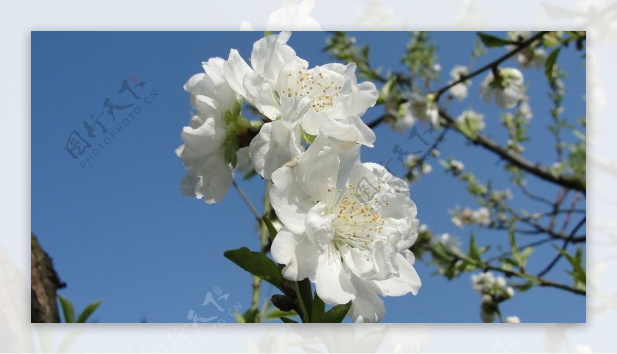 白色桃花图片