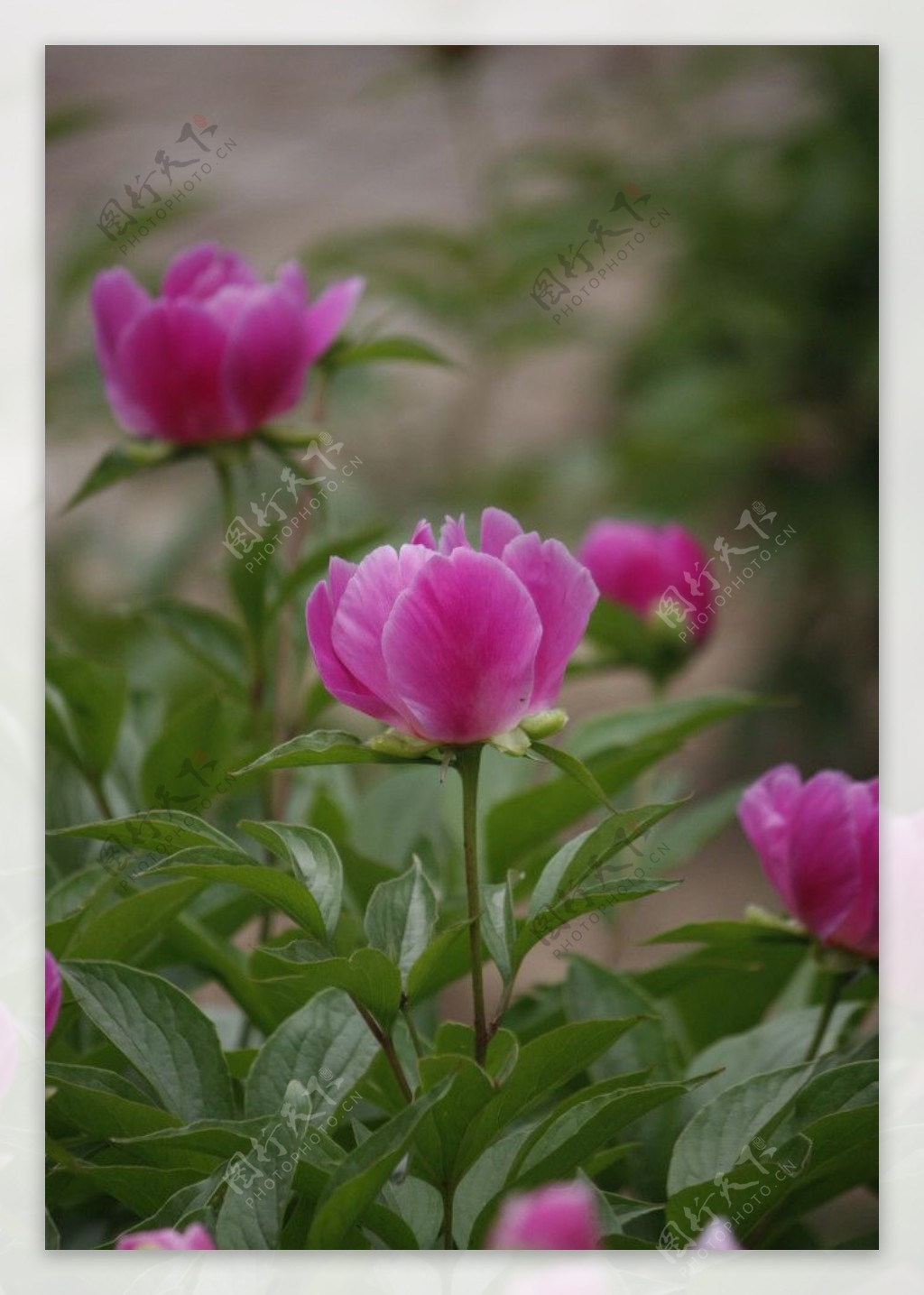 芍药鲜花图片