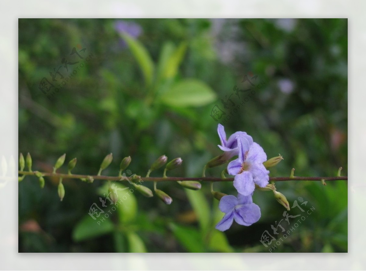 鲜花盛开图片