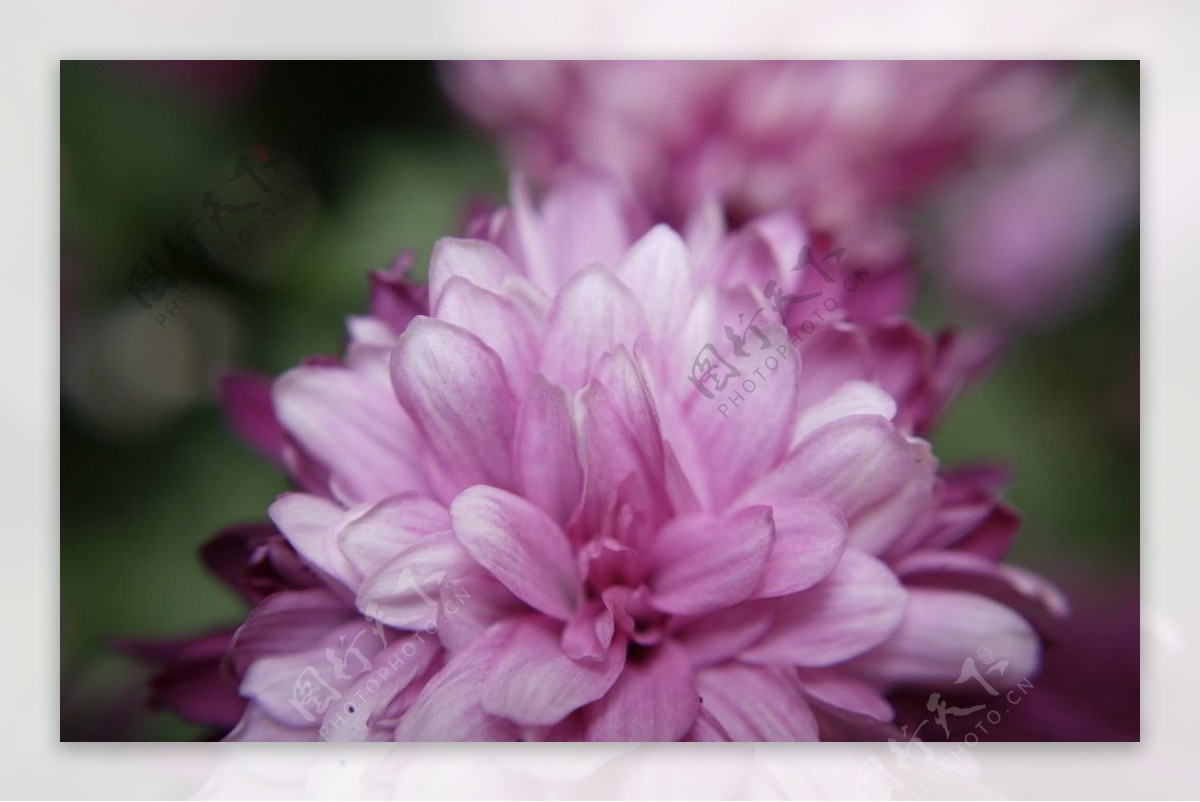 粉紅菊图片