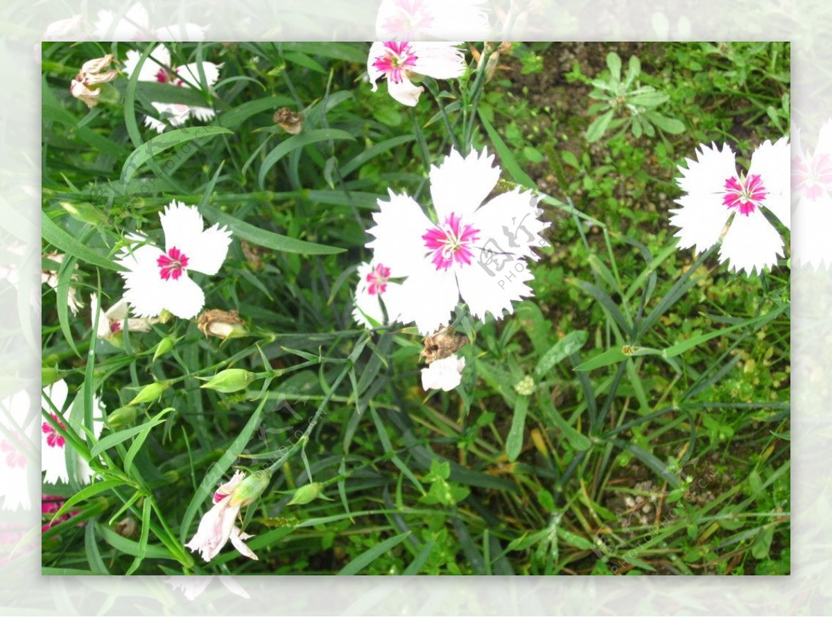 石竹花特写图片