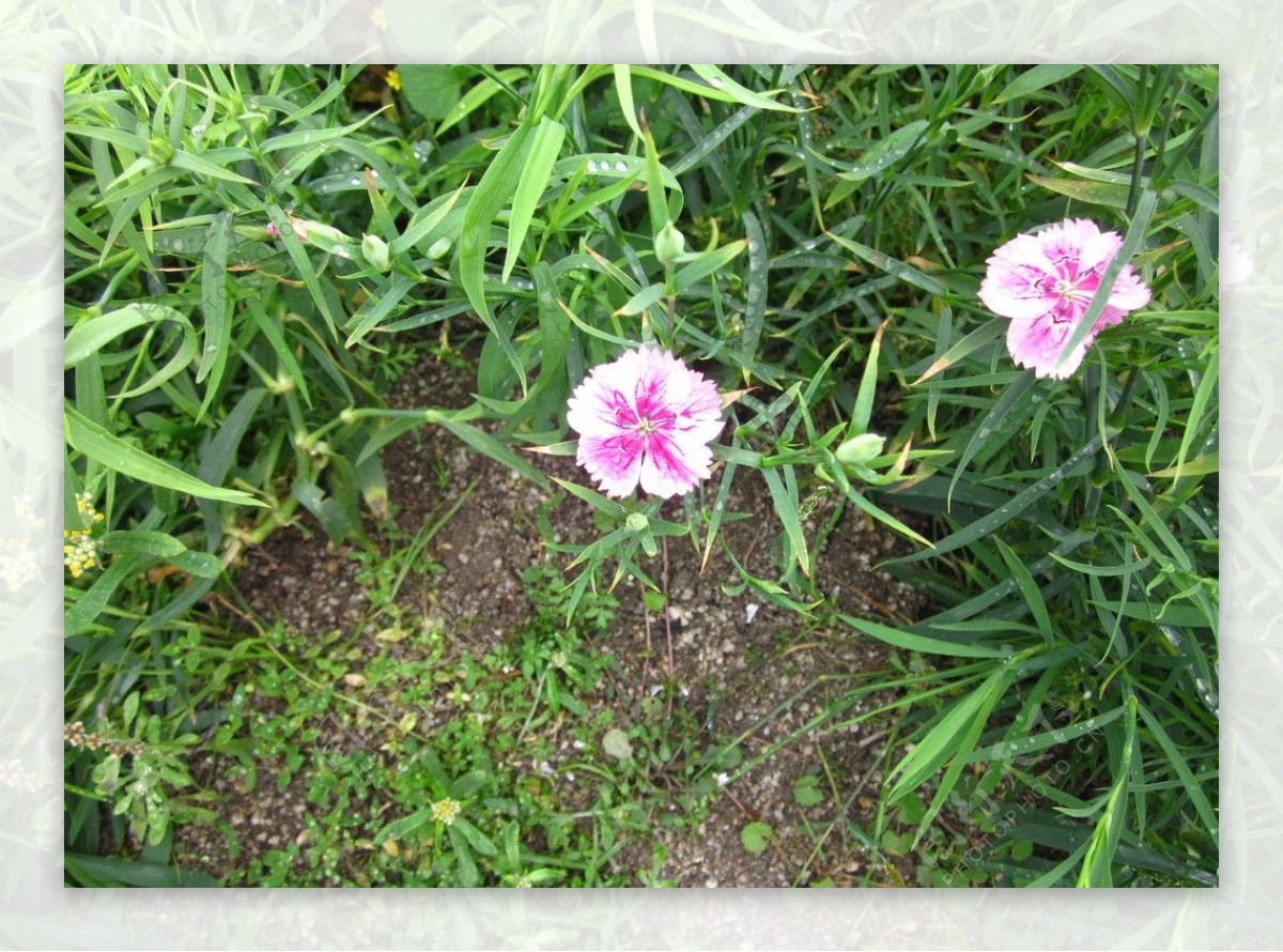 石竹花特写镜头图片