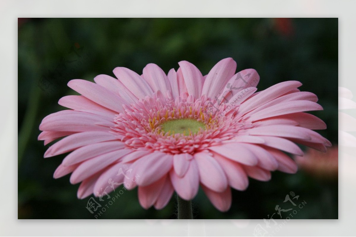 盛开的粉红的大菊花图片