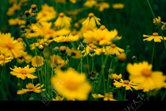 一片黄色的小花图片