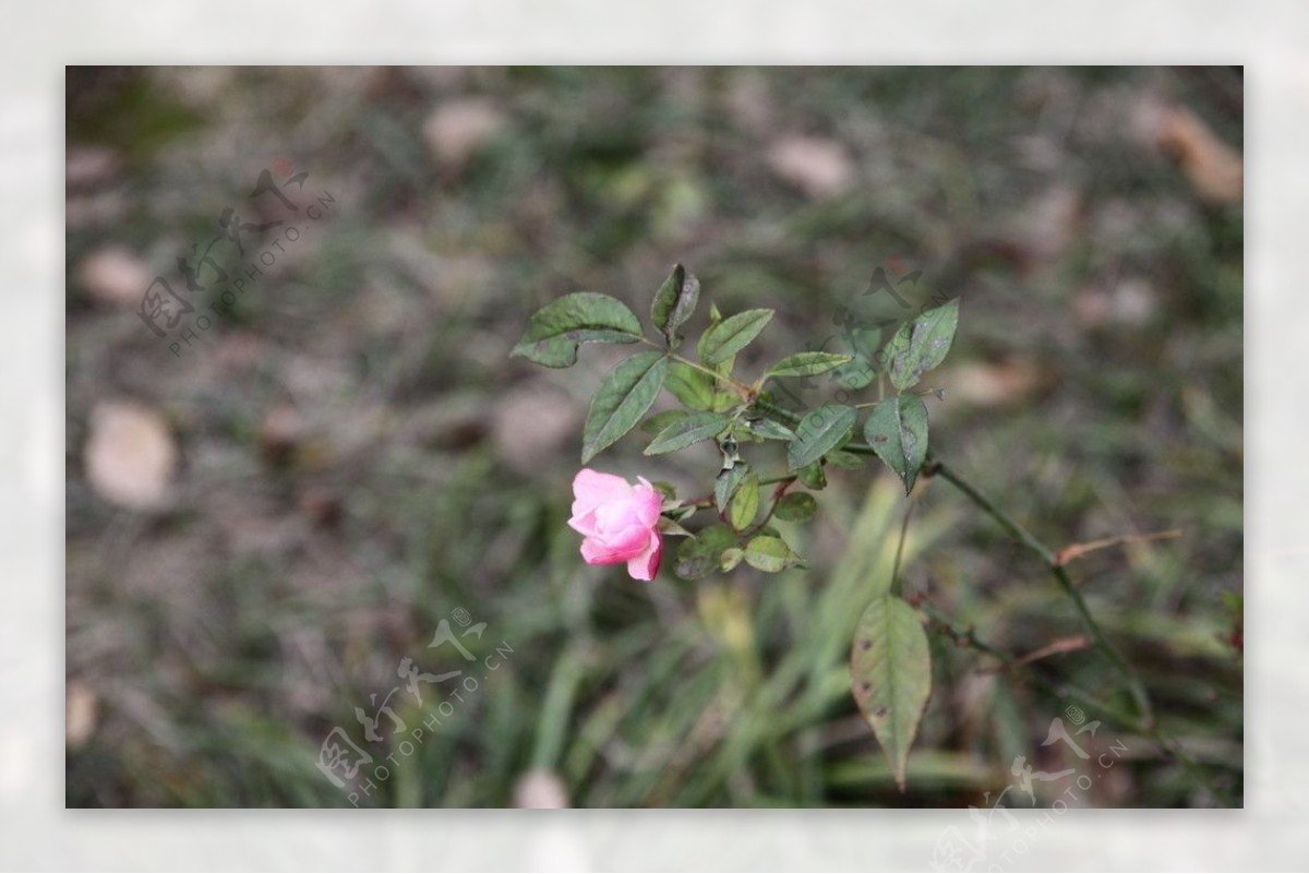 自拍的高清月季花野玫瑰图片