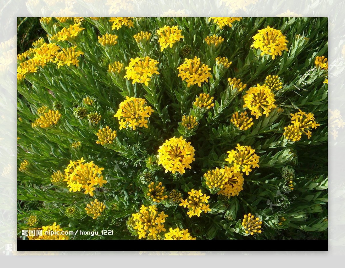 香格里拉的野花图片