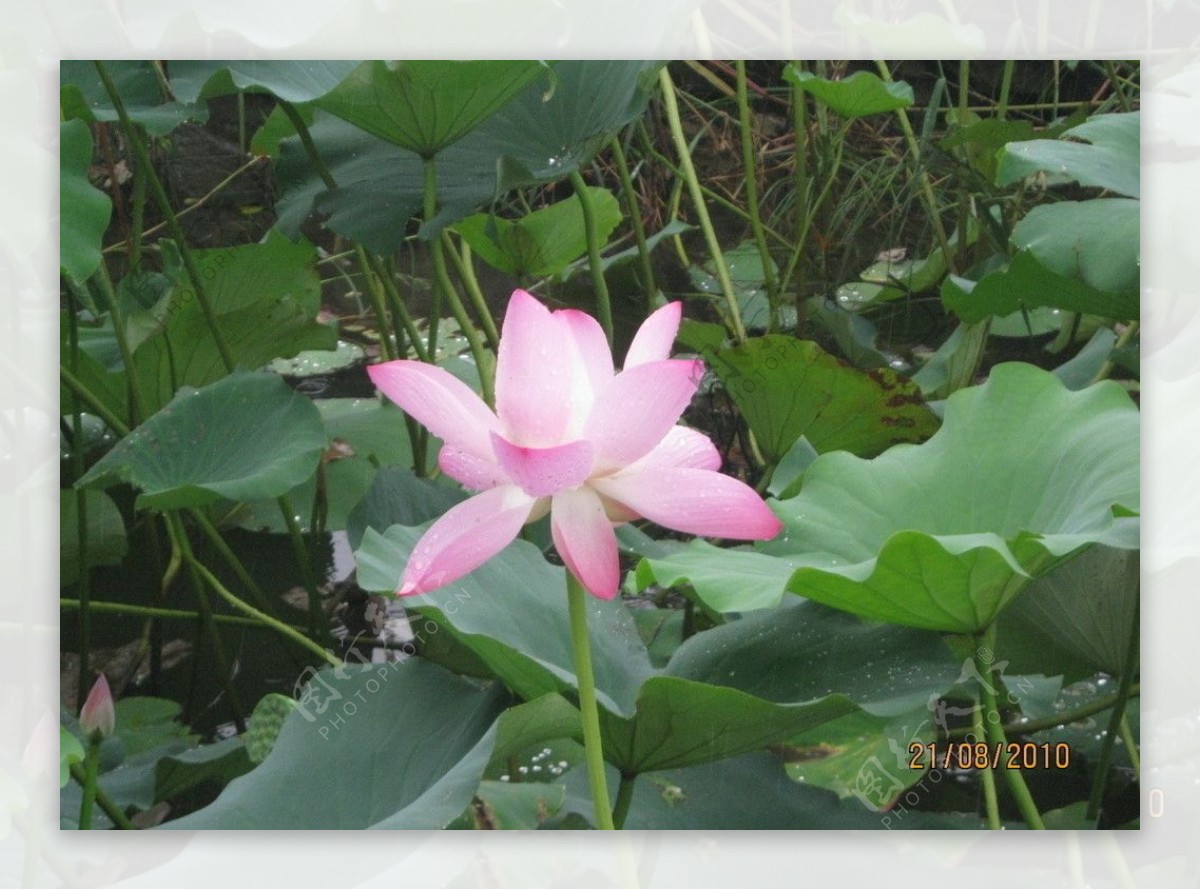 清韵荷花图片