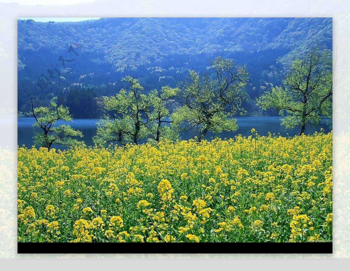 油菜花开图片