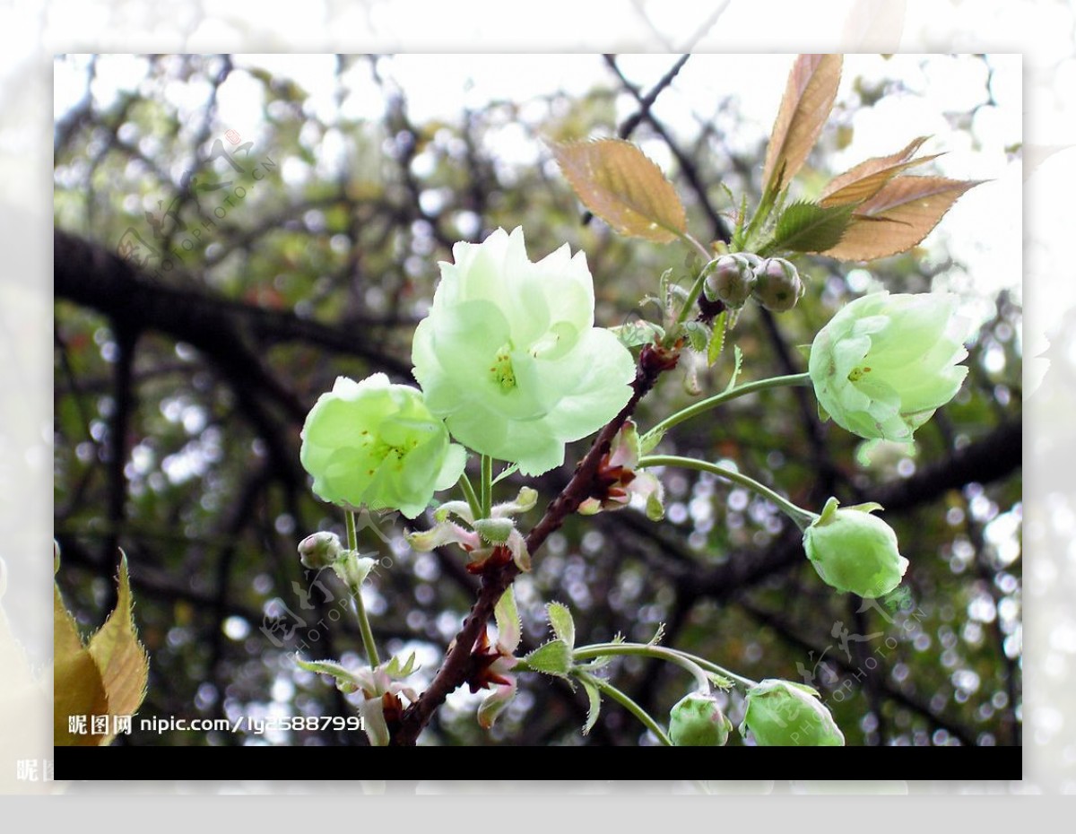 湖南科技大学樱花园绿色樱花图片