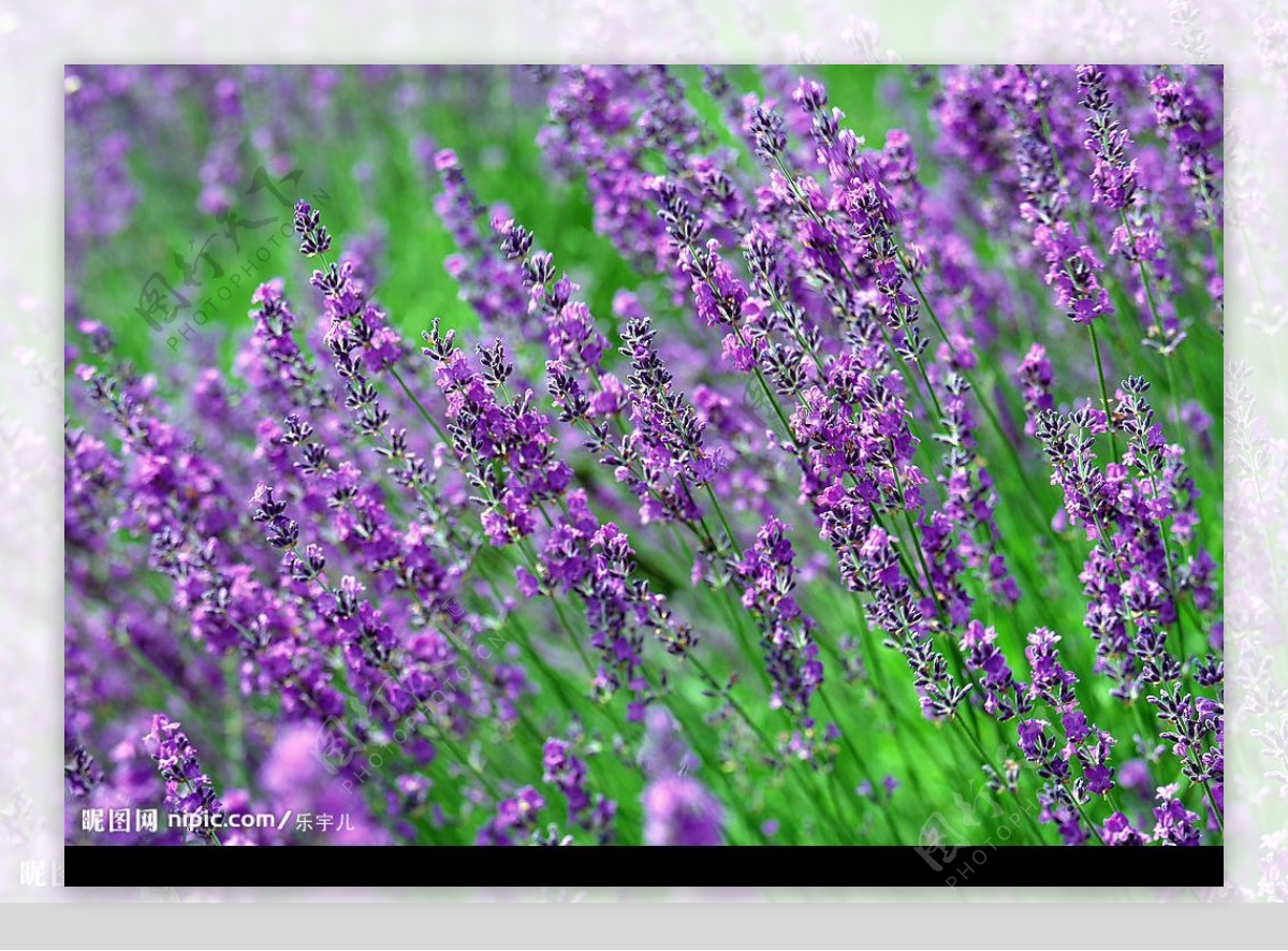 浪漫的紫色薰衣草漫山遍野图片
