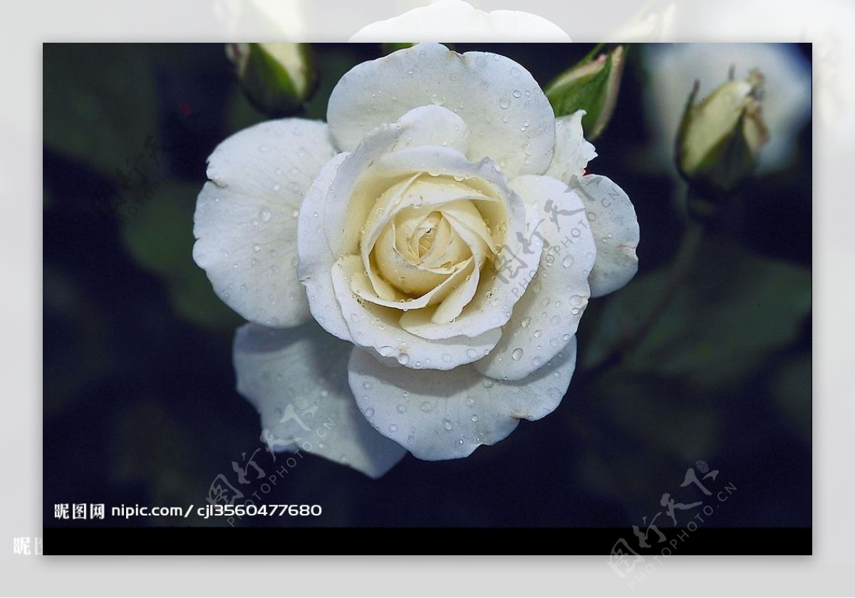 阳光下的花朵高清图片下载-正版图片500604763-摄图网