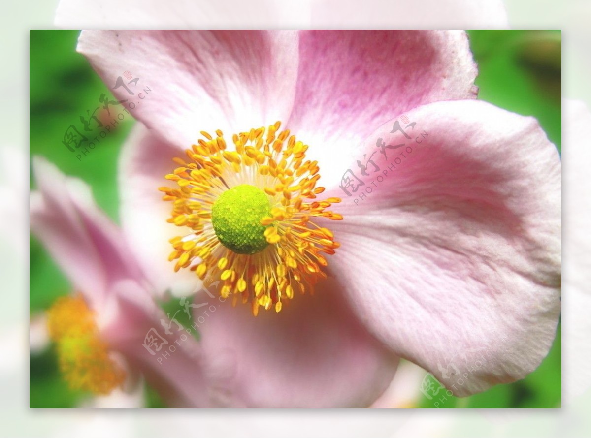 粉色鲜花吐蕊图片