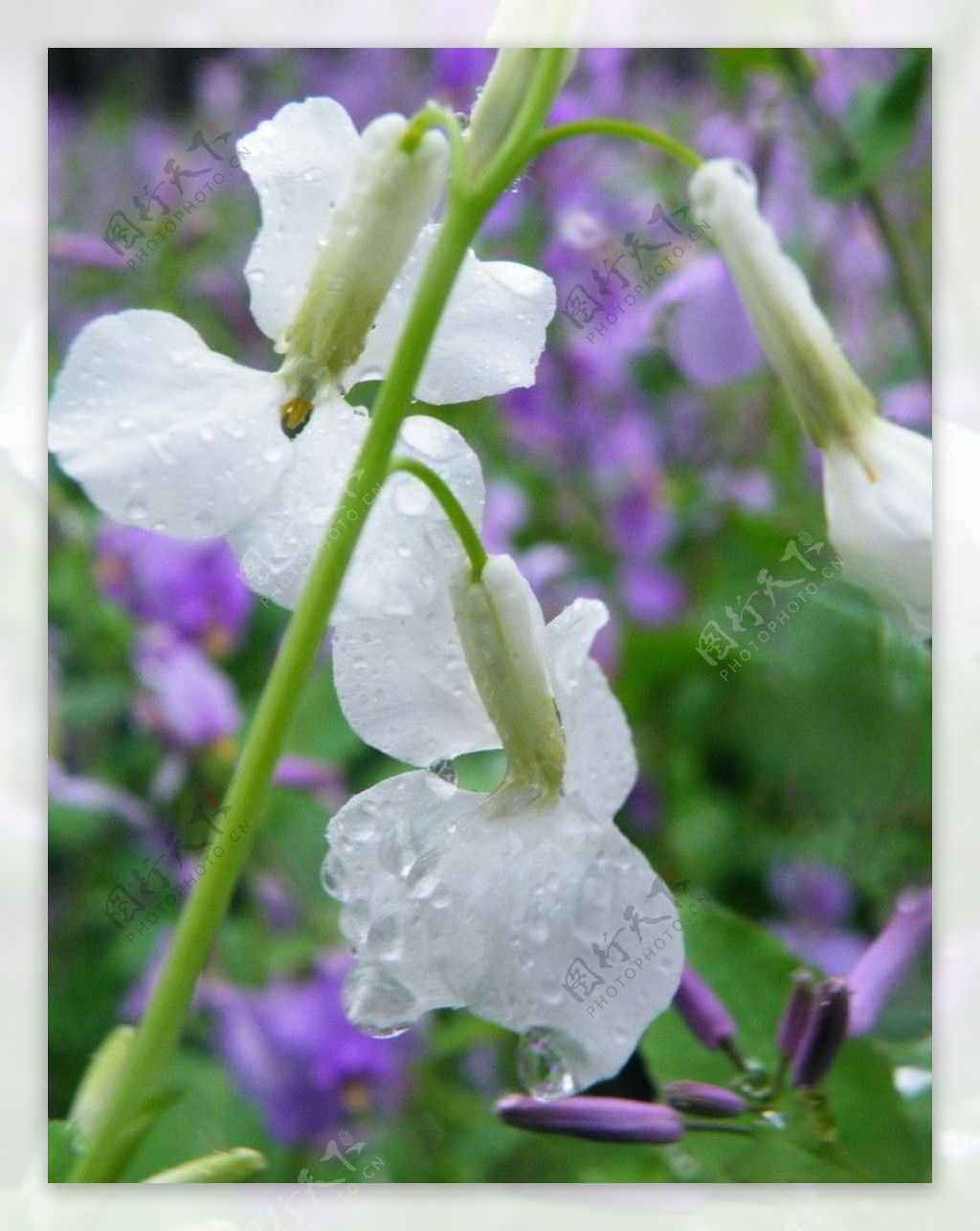 雨中二月兰图片