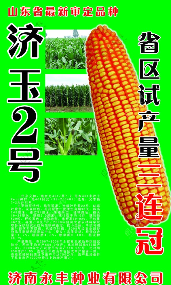 济玉玉米图片