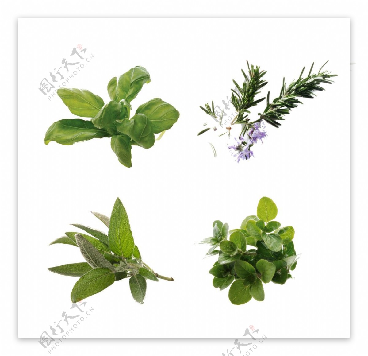 室内植物图片