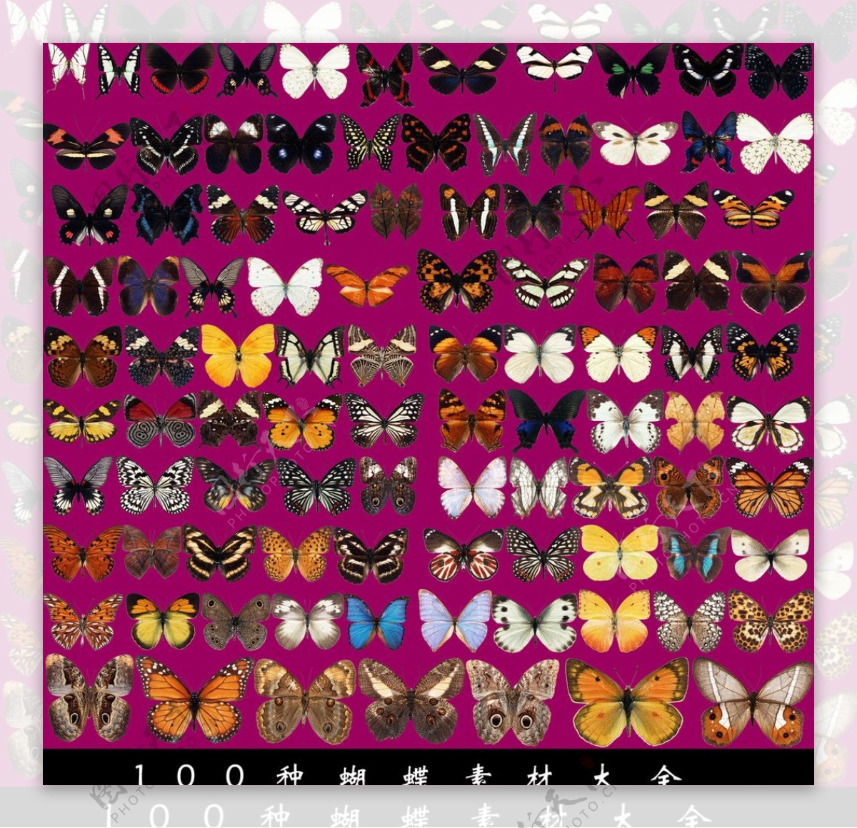 100种蝴蝶素材大全图片