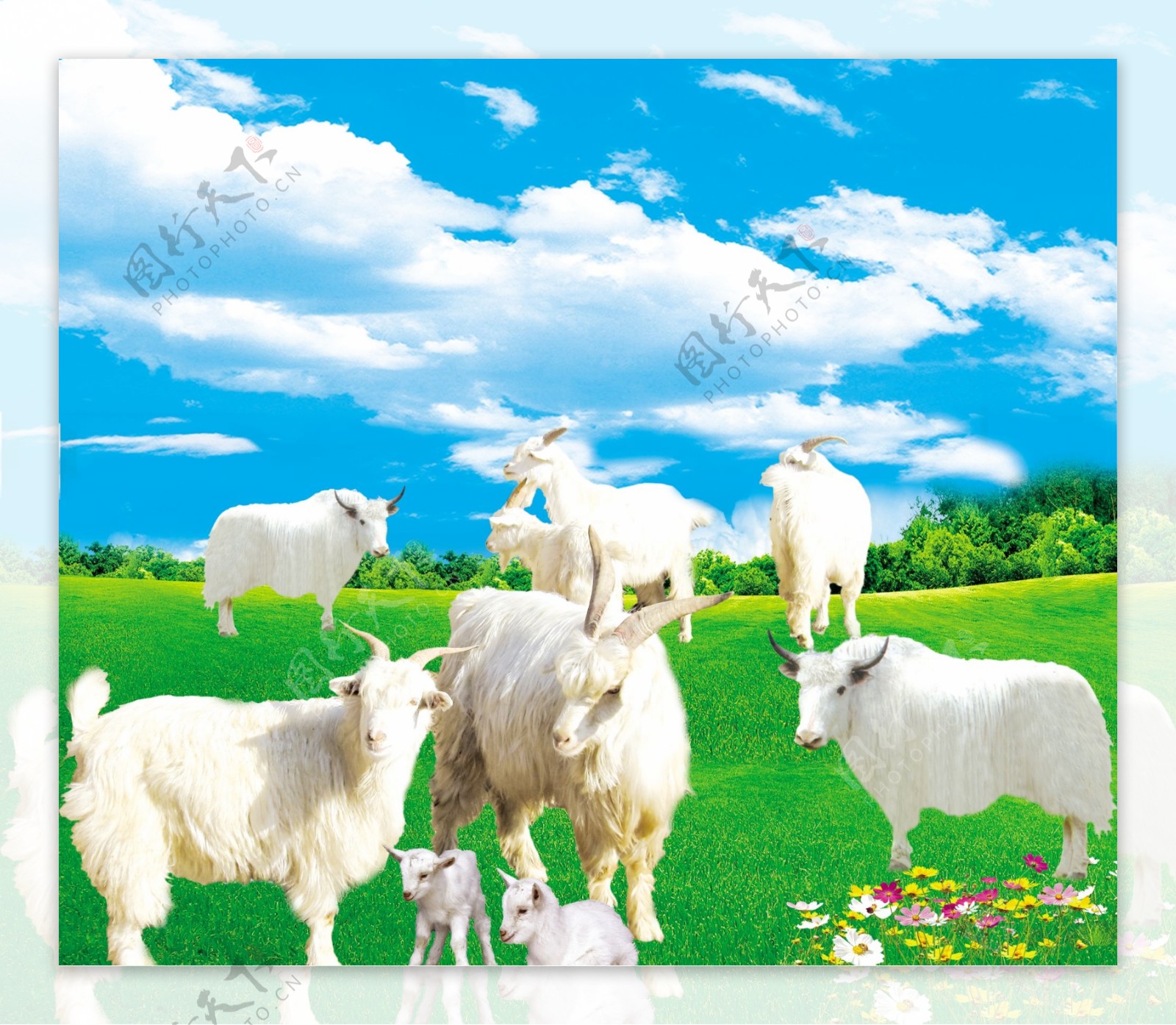 白牦牛和羊图片