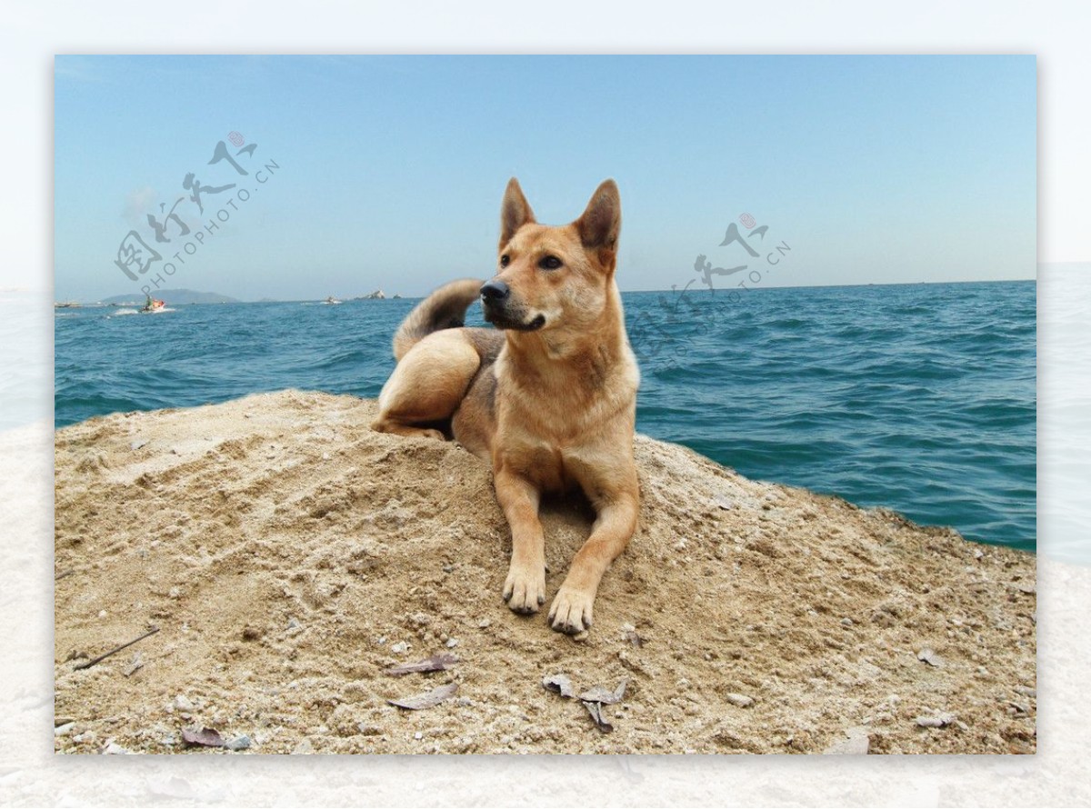 狗与大海图片