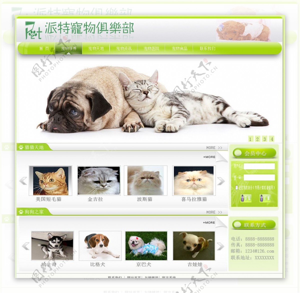 宠物网站图片