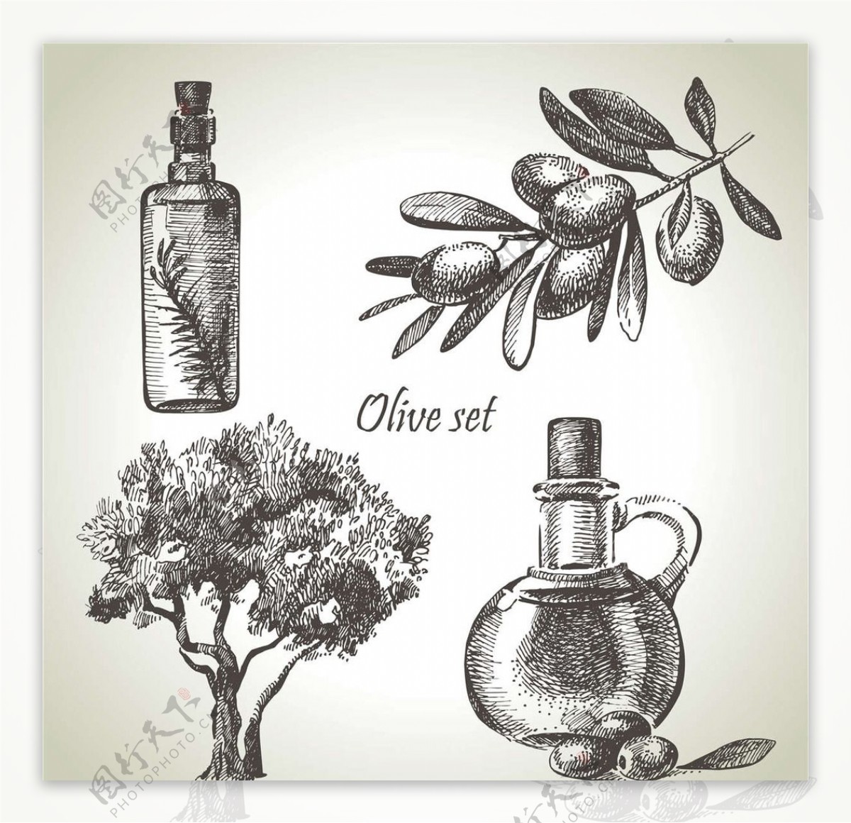 橄榄油设计图片