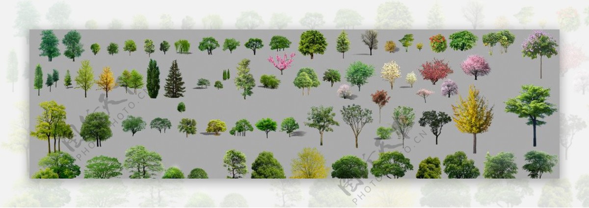 单棵树和花灌木图片