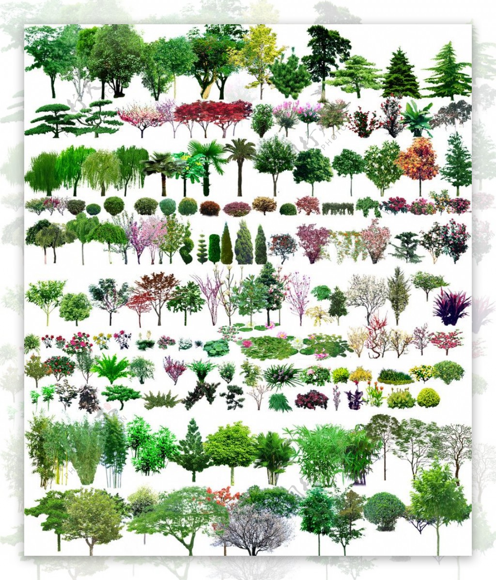 园林树图片