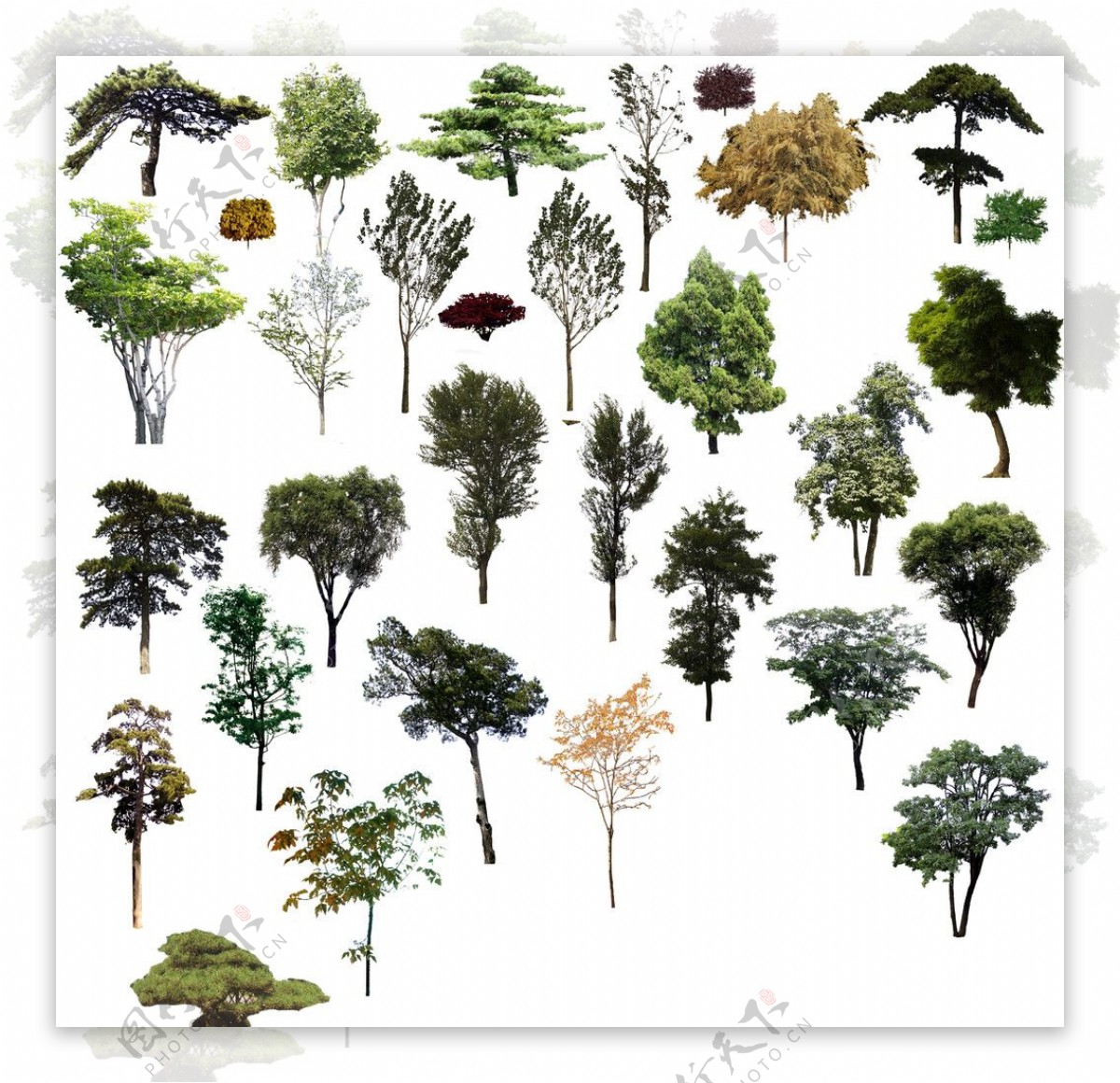 乔木类树木图片
