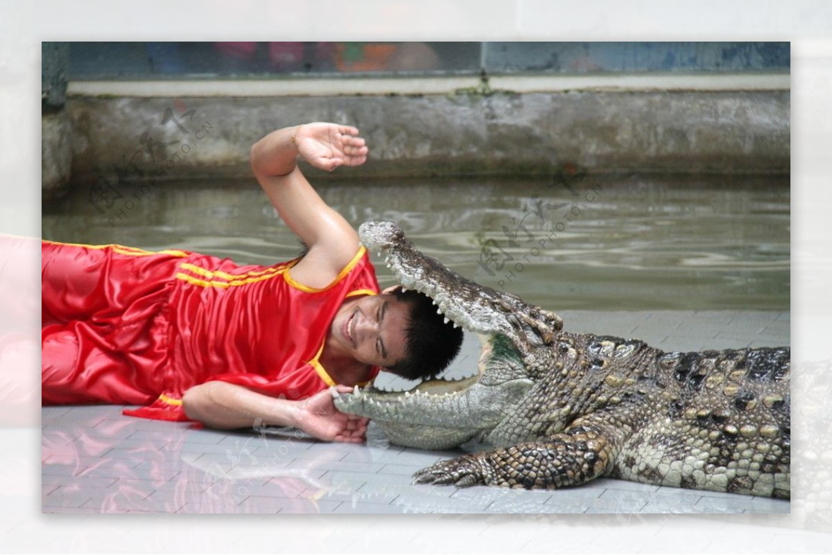 泰国养鳄人图片