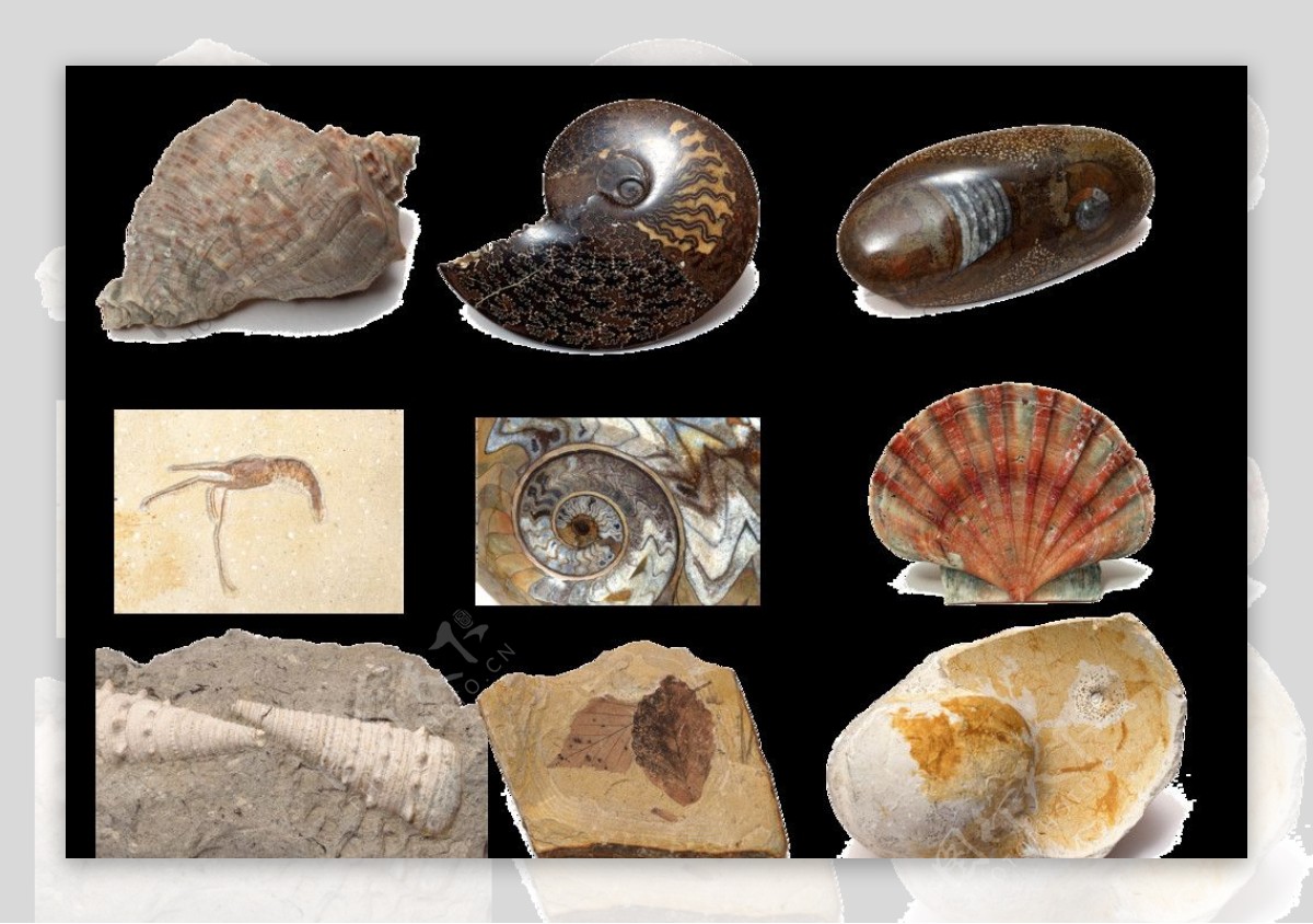 大连贝壳博物馆贝壳化石，原创拍摄|贝壳博物馆|贝壳|化石_新浪新闻