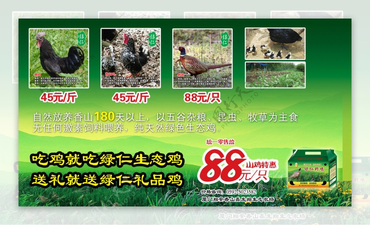 绿仁生态鸡宣传单图片