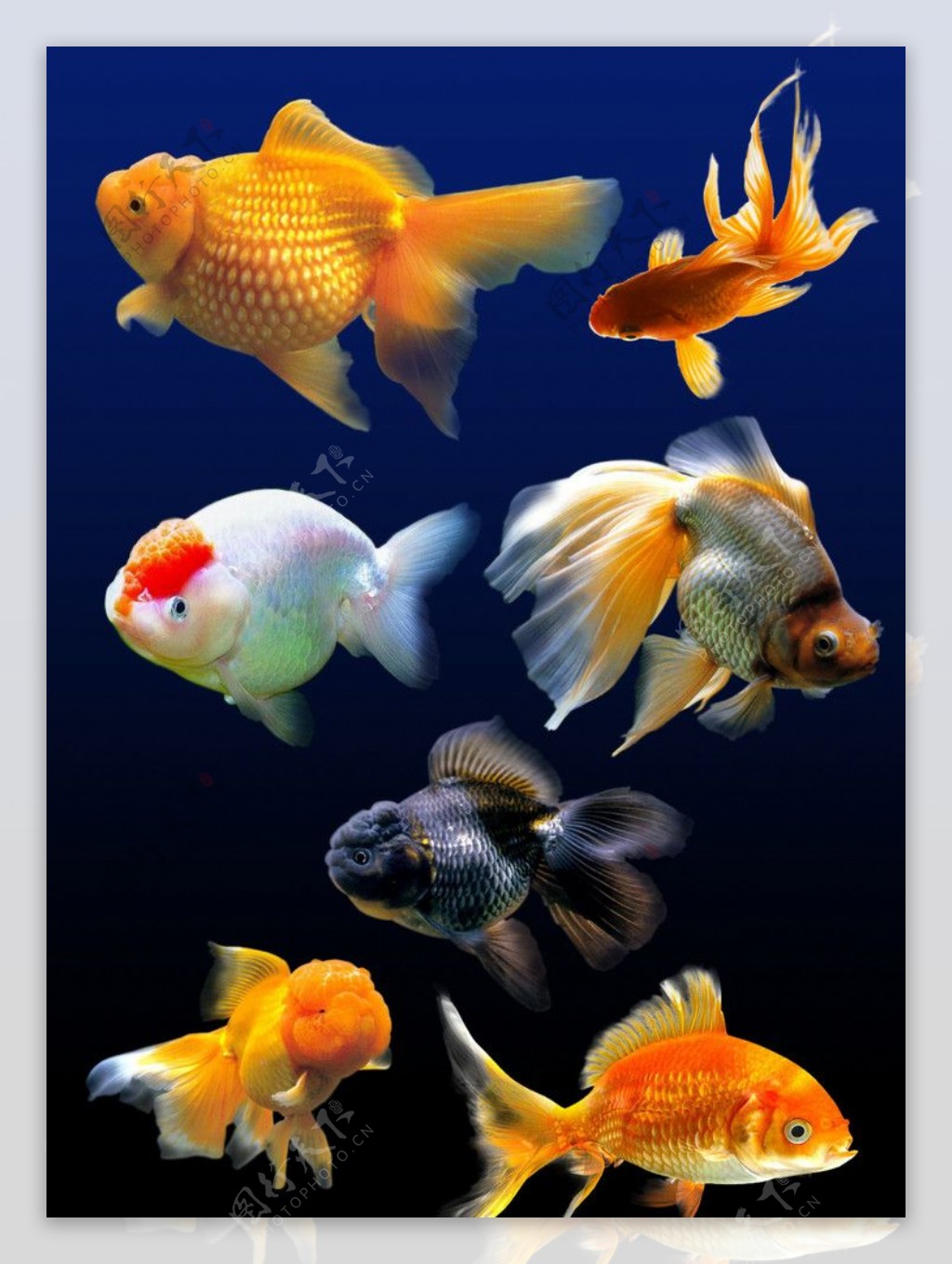 活泼灵动的金鱼,活泼,灵动,金鱼,鱼类,高清壁纸,桌面图片-壁纸族
