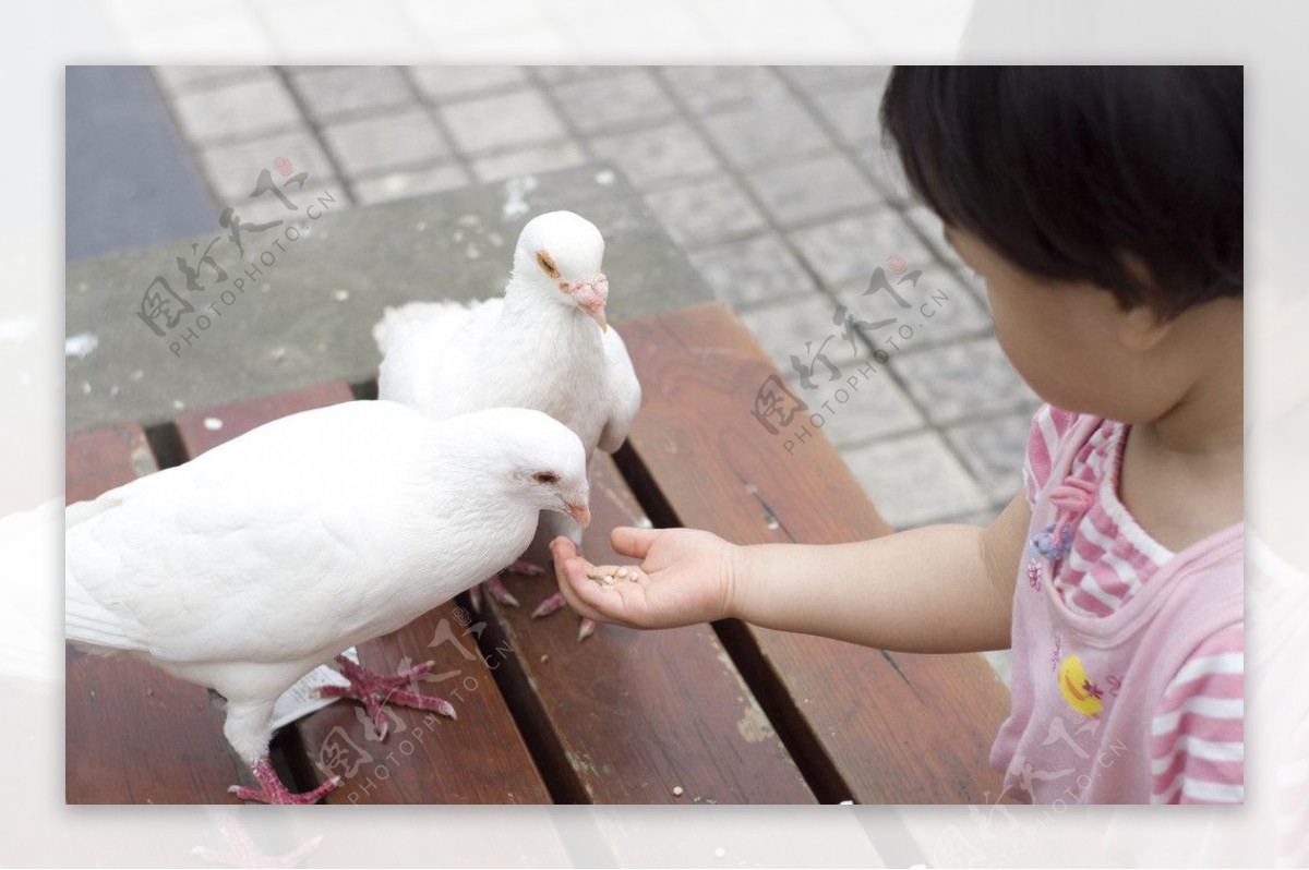 小孩喂鸽子图片